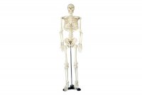 Модель  "Скелет человека" на штативе