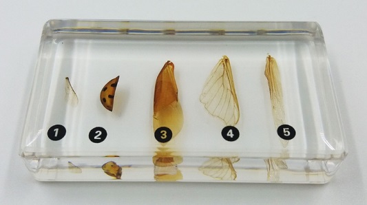 Коллекция "Виды верхних конечностей насекомых" (акрил)