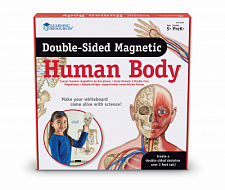 Модель тела человека (магнитная)