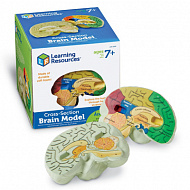 Модель мозга человека (анатомическая)
