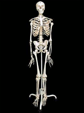 Модель "Скелет человека " на подставке