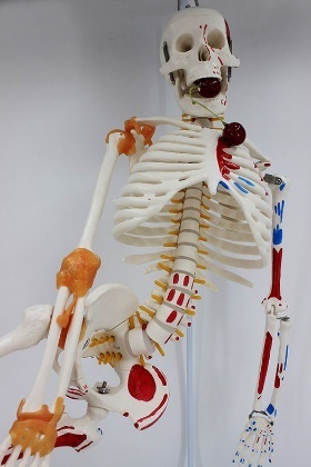 Модель "Скелет человека гнущийся раскрашенный"