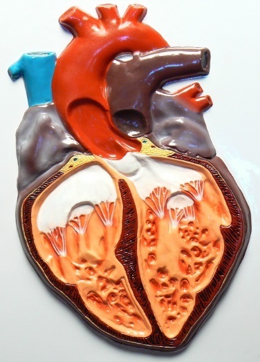 Модель  "Сердце человека"
